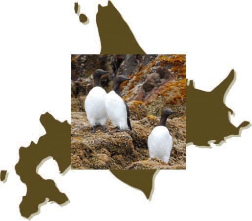 2012年寄港情報 “天売島で繁殖したウミガラス(オロロン鳥)”